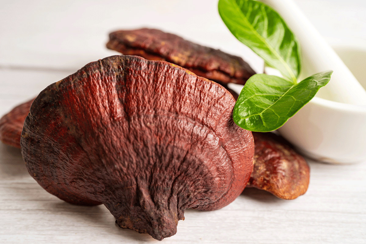 Power of Mushrooms: Part 2 - Reishi Mushroom | The Good and Bad
